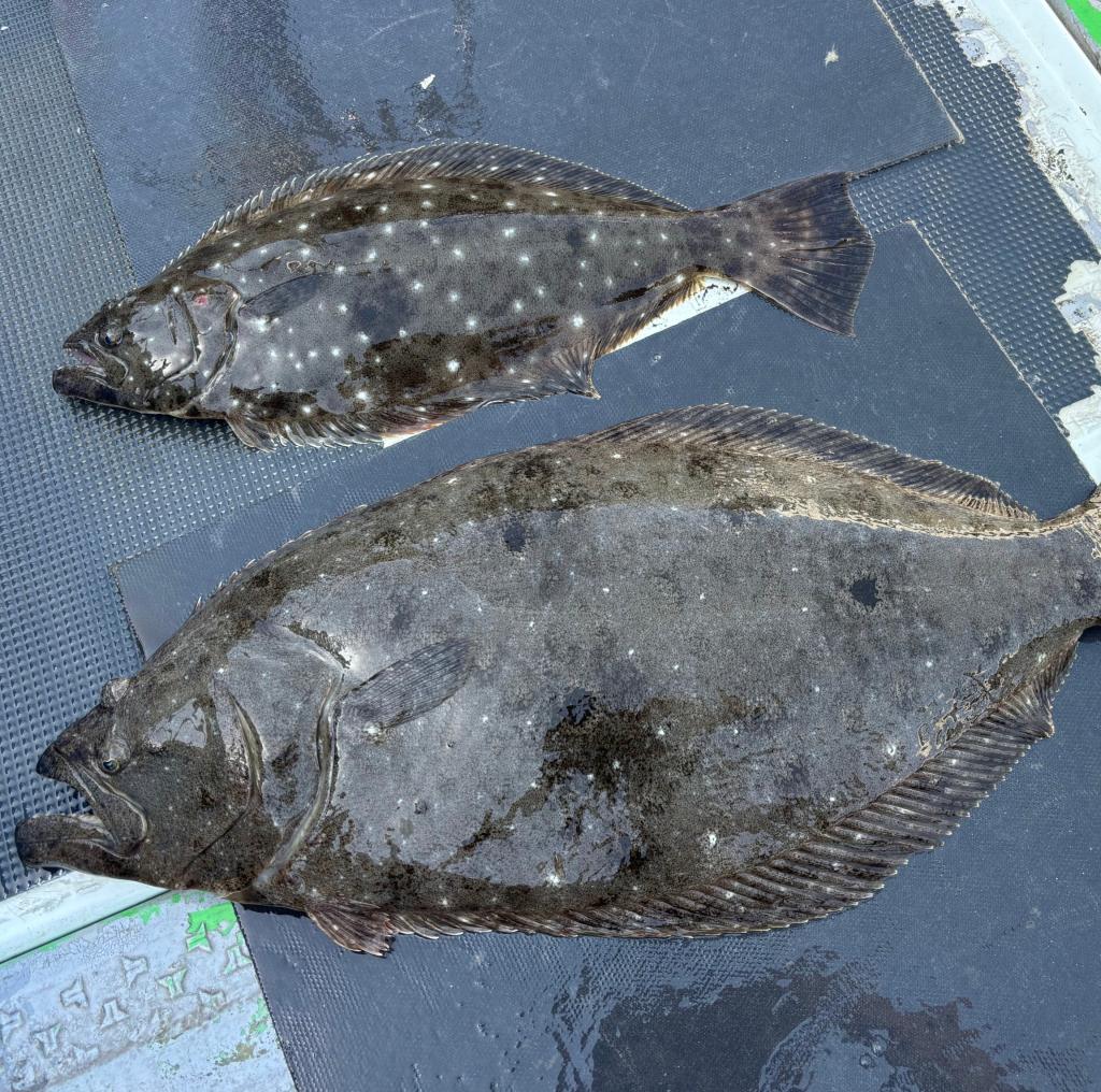 イサキ、アジ釣り、泳がせ